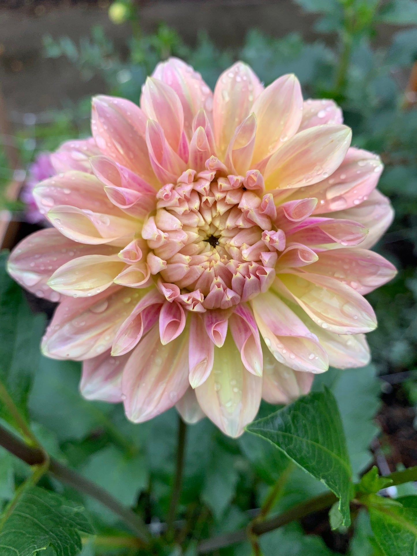 Fall Flower Subscription